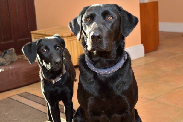 istock mother and puppy Labrador 695645674