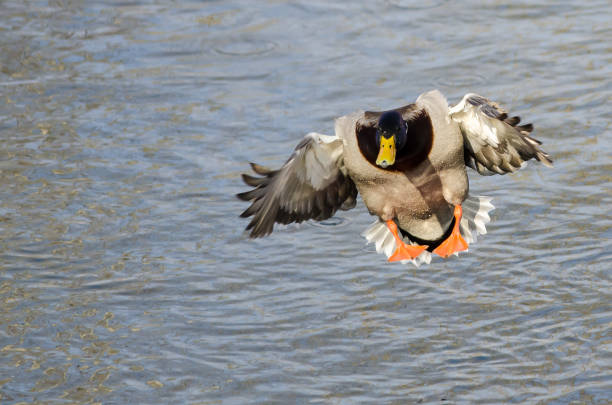 istock Mallard Duck Coming in for a Landing on the Still Water 695646052