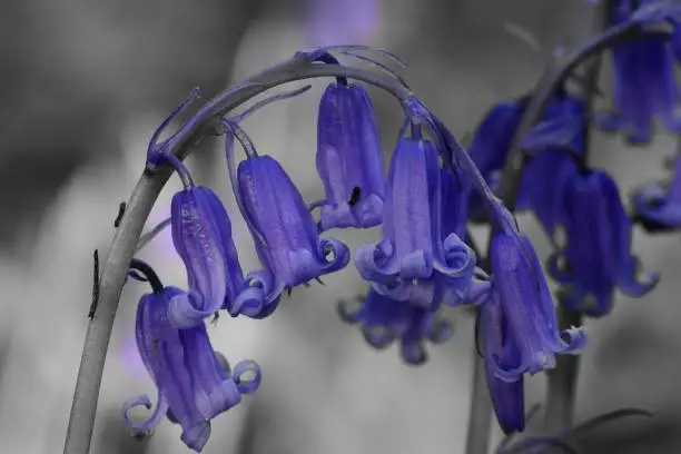colorsplash of a drooping bluebell