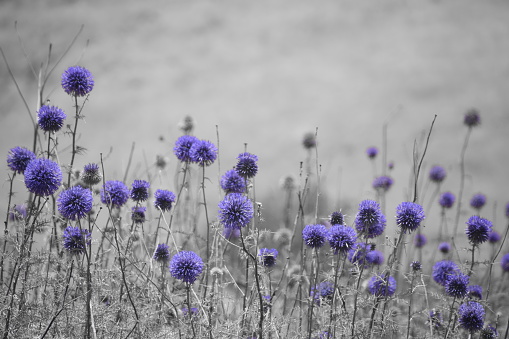 Purple flowers in nature