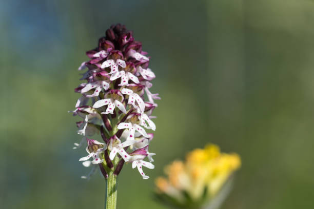Burnt Orchid close up Burnt orchid flower closeup at a soft green background orchis ustulata stock pictures, royalty-free photos & images