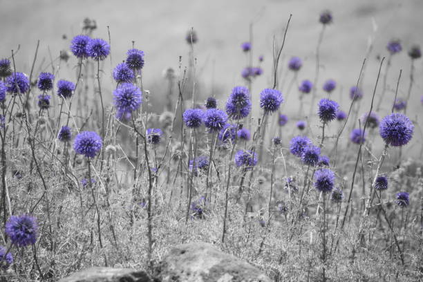 istock Purple flowers in nature 695651910