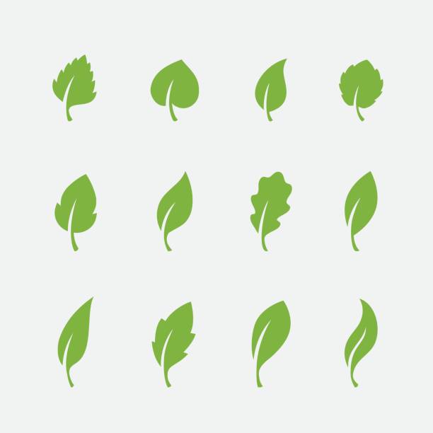 흰색 바탕에 잎 아이콘 설정 - oak leaf stock illustrations
