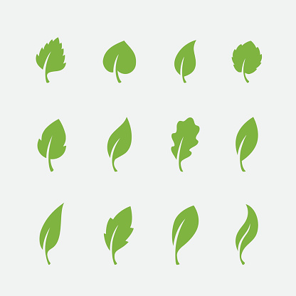 Leaf icons set isolated on white background. Green leaves of various shapes for natural, eco or bio product design concept.