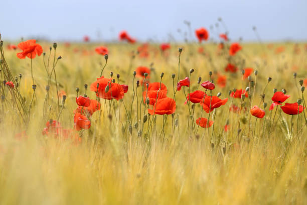 istock Photo of beautiful red poppies 695653032