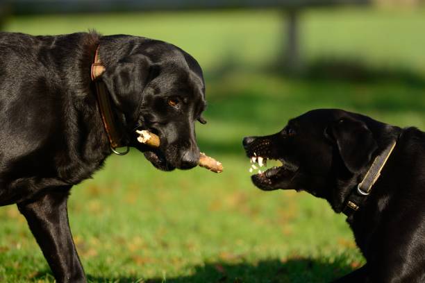 istock two dogs playing in the garden 695653226