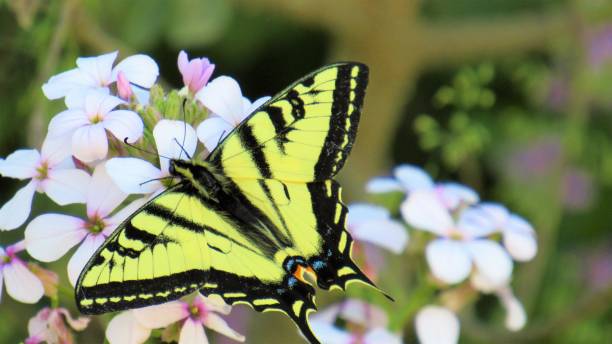 istock Western Tiger Swallowtail Butterfy 695655728