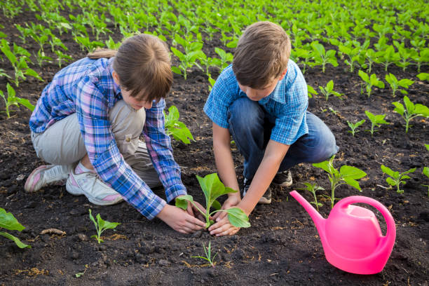 Adorable kids care the sunflower sprouts on field