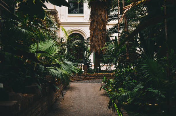 istock Palmtrees in greenhouse 695657070