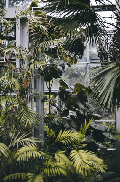 istock Palmtrees in greenhouse 695657226