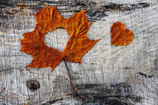 istock Autumn love - An autumn leaf with heart 695663912