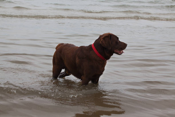 istock Dog running on the water. 695665810