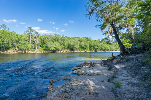 Rapids at Lafayette Blue Springs State Park at the entrance of the Suwannee River.