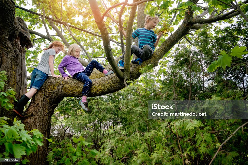 Enfants grimper très haut arbre à sprintime. - Photo de Enfant libre de droits