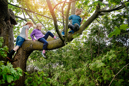 Three elementary age kids climbing an old tree. But it is very high and they need to be very careful. Horizontal full length outdoors shot with copy space and sun flare. This was taken in Qebec, Canada.