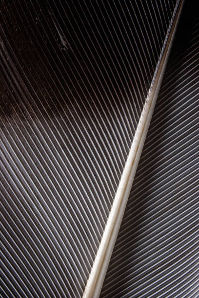 istock dark closeup of feather 695670590