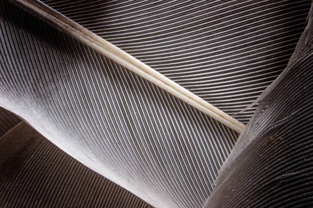 istock dark closeup of feather 695670696