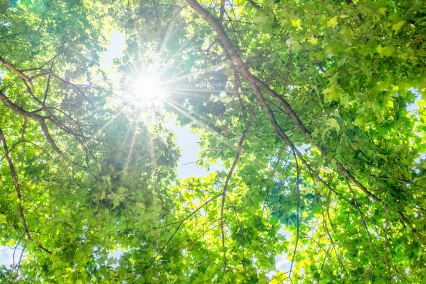 istock Green leaves and sun 695670958