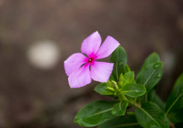istock Cambodia: Purple Flower at Pre Rup Temple 695671358