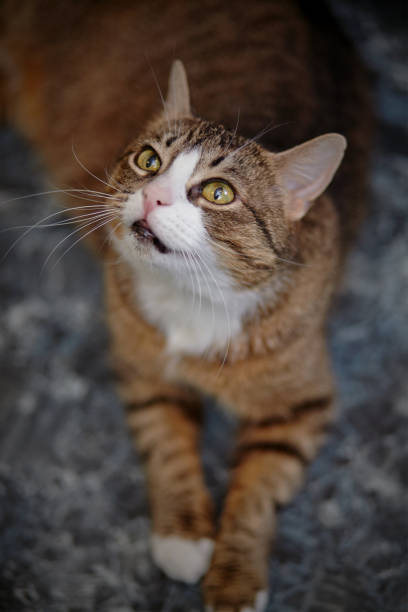 istock Portrait of the striped cat 695671424