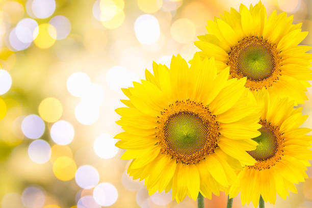 Elegant abstract background with a soft focus on golden lights and subtle floral details, ideal for celebrations