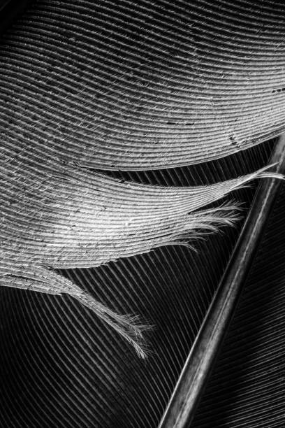 istock dark closeup of feather 695671594