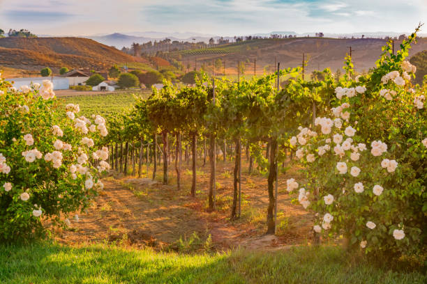 kalifornischen weingut in der abenddämmerung mit weißen rosen (p) - vineyard in a row crop california stock-fotos und bilder