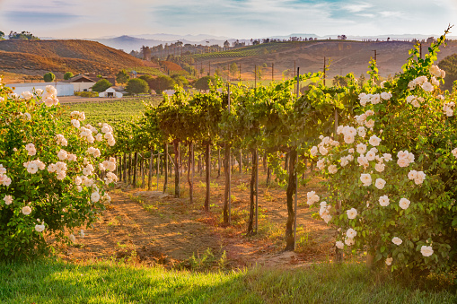 white roses, Temecula vineyard, wine country, rolling hills, barn