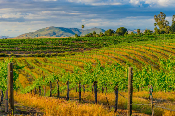 istock California Vineyard at Dusk with rows of vines (P) 695671686