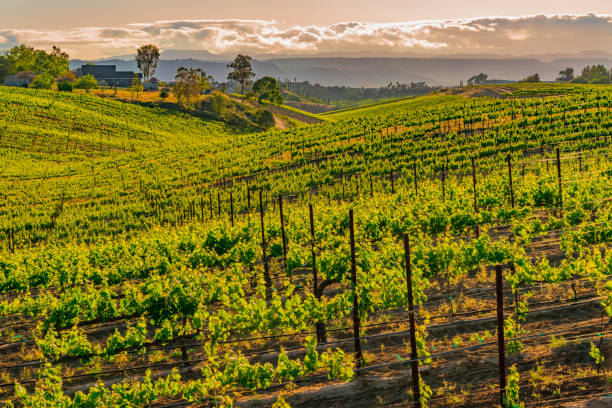 istock California Vineyard at Dusk with rows of vines (P) 695671722