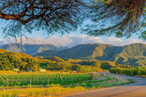 ブドウ (p) の行で夕暮れ時にカリフォルニアのワイナリー - vineyard in a row crop california ストックフォトと画像