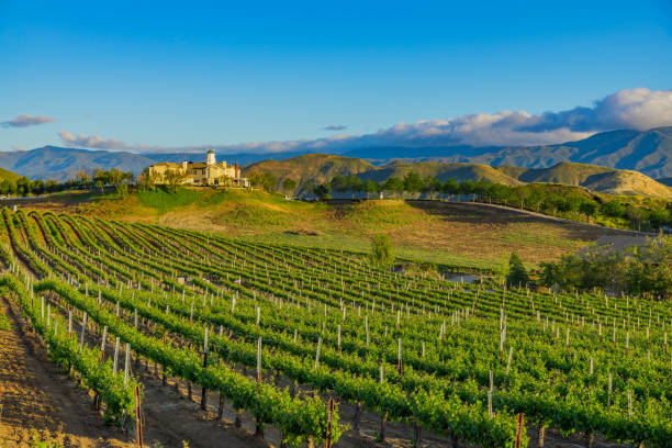 テメキュラ バレー、カリフォルニア州のカリフォルニア州春畑 - vineyard in a row crop california ストックフォトと画像