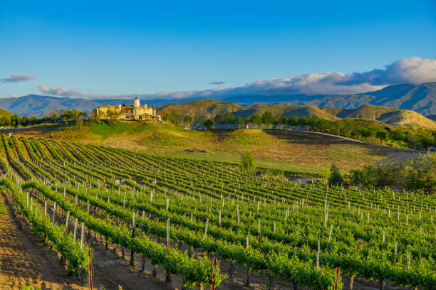 калифорнийский весенний виноградник в долине темекула, калифорния - temecula riverside county california southern california стоковые фото и изображения