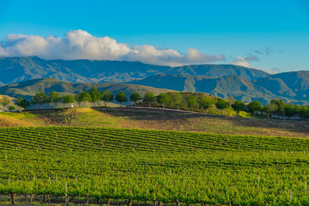 kalifornischen frühling weingut im temecula valley, ca - vineyard in a row crop california stock-fotos und bilder