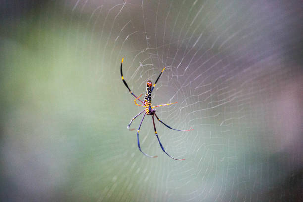 istock Cambodia: Northern Golden Orb Weaver 695671880