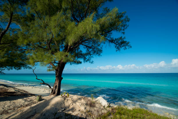 bahamas Bimini island stock photo