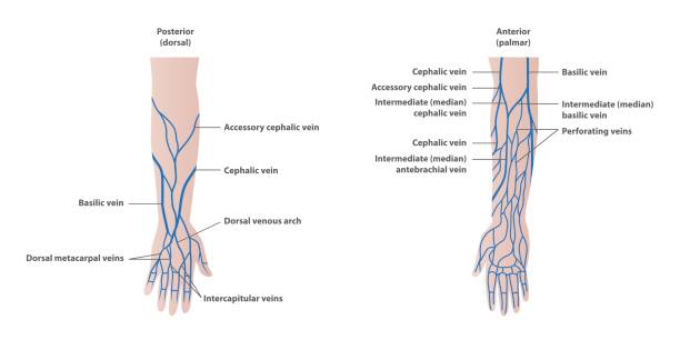 illustrazioni stock, clip art, cartoni animati e icone di tendenza di plottaggio delle vene nel vettore di illustrazione del braccio su sfondo bianco. concetto medico. - human artery animal artery human vein healthcare and medicine