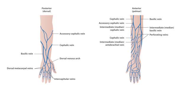 żyły kreślenia w wektor ilustracji ramienia na białym tle. koncepcja medyczna. - anatomy animal vein blood human artery stock illustrations