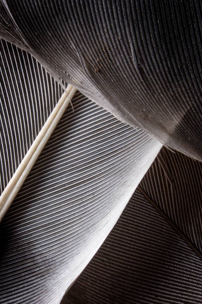 istock dark closeup of feather 695674918