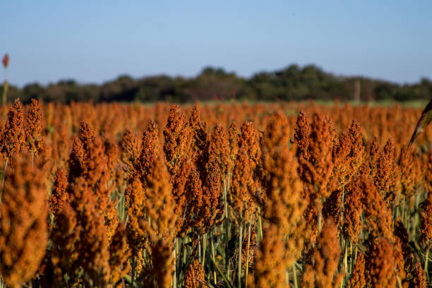 istock Sorghum Plantation industry 695675156