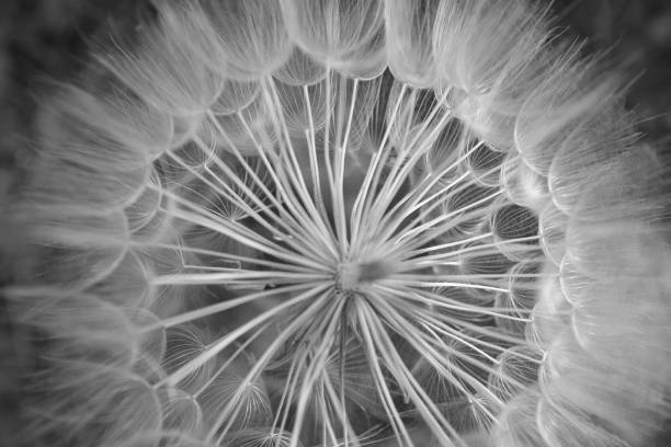 istock Close-up bigger dandelion plant and seeds 695675594