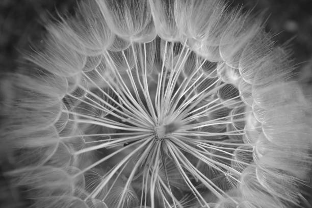 istock Close-up bigger dandelion plant and seeds 695675596