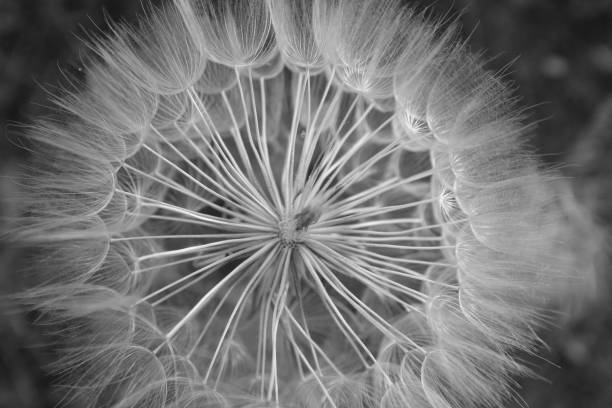 istock Close-up bigger dandelion plant and seeds 695675604