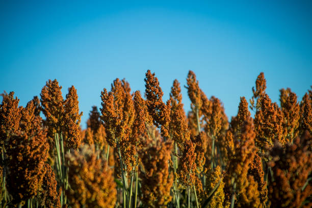 istock Sorghum Plantation industry 695675638