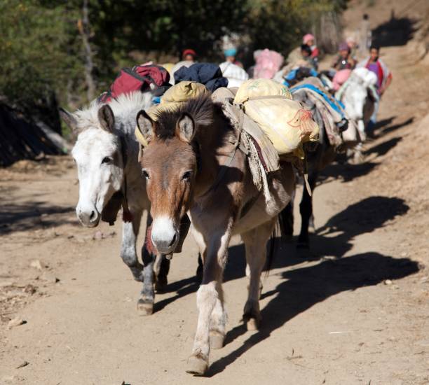 View of caravan of mules with goods - Western Nepal