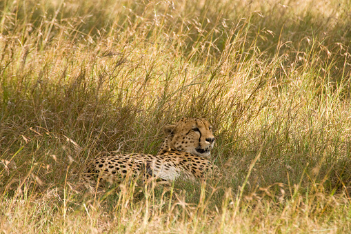 Cheetah in the Masai Mara, Kenya, East Africa