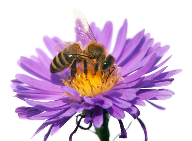istock honey bee on violet flower isolated on white background 695678590