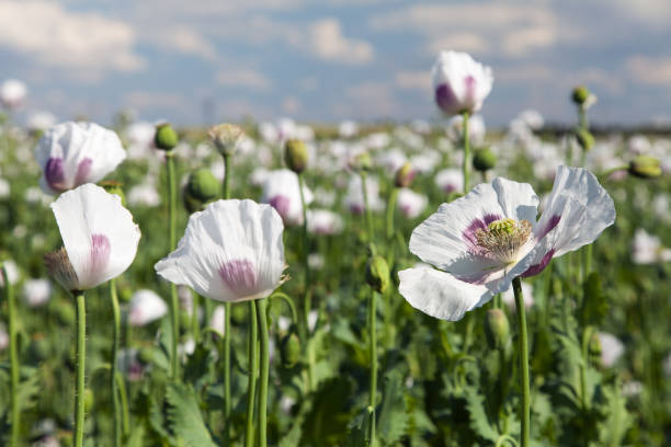 campo de flores amapolas - poppy capsule fotografías e imágenes de stock