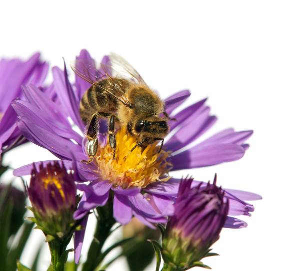 istock honey bee on violet flower isolated on white background 695678854
