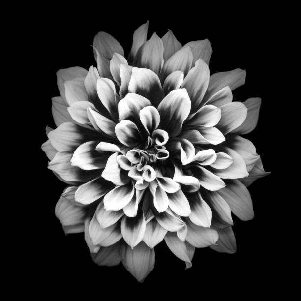 Mochrome dahlia isolated on black background Monochrome dahlia isolated on a black blackground. Background is a pure black which can be extended for copy space. double flower stock pictures, royalty-free photos & images